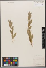 Foto von Salix wolfii subsp. idahoensis (C. R. Ball) A. E. Murray